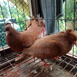 ৬ জোড়া রানিং কবুতর সেল হবে
