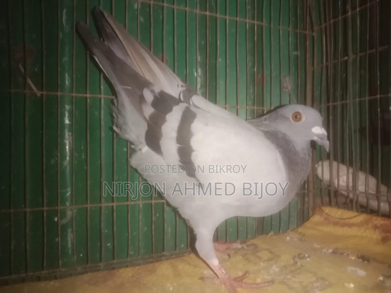 Pigeons will be sold urgently