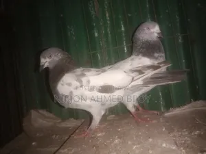 Pigeons will be sold urgently