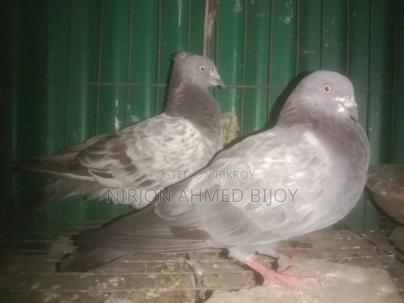 Pigeons will be sold urgently