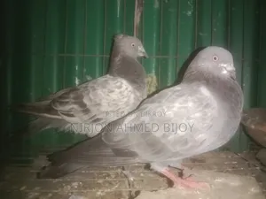 Pigeons will be sold urgently