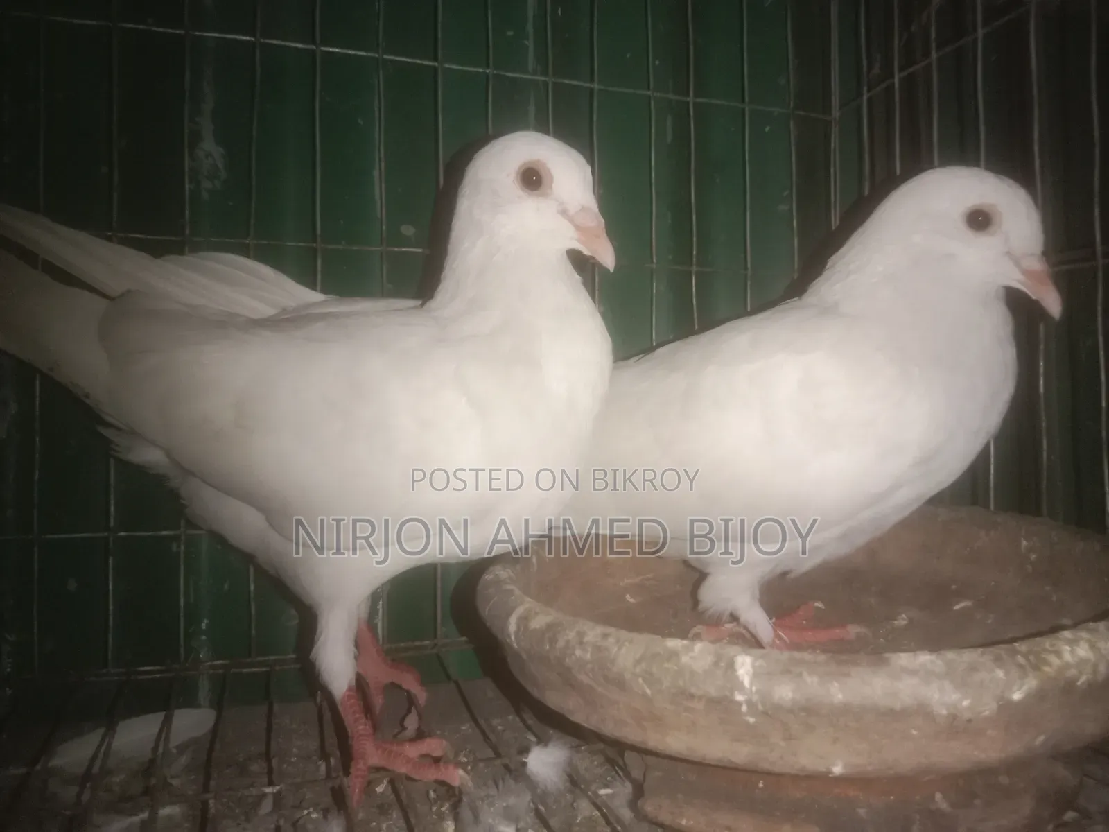 Pigeons will be sold urgently