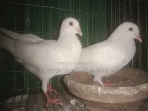 Pigeons will be sold urgently