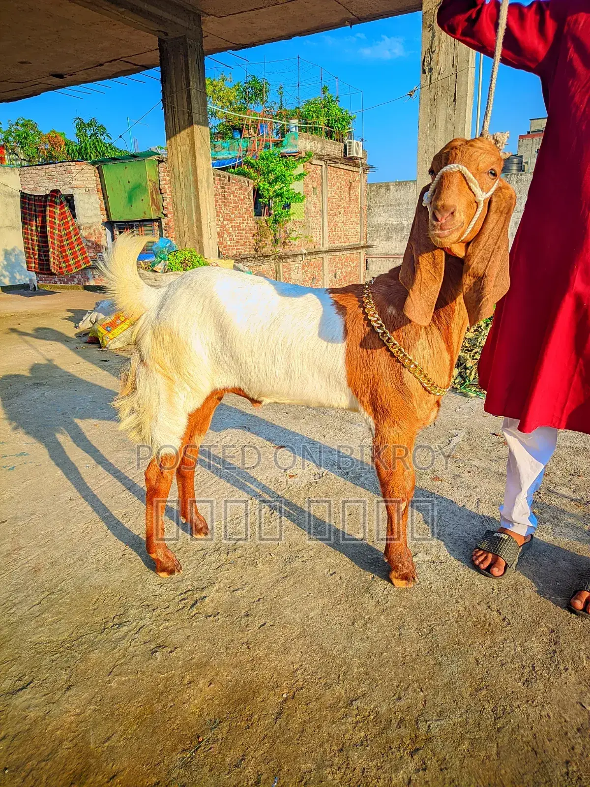 লাইভ ওয়েট হিসাবে ছাগল বিক্রি হবে