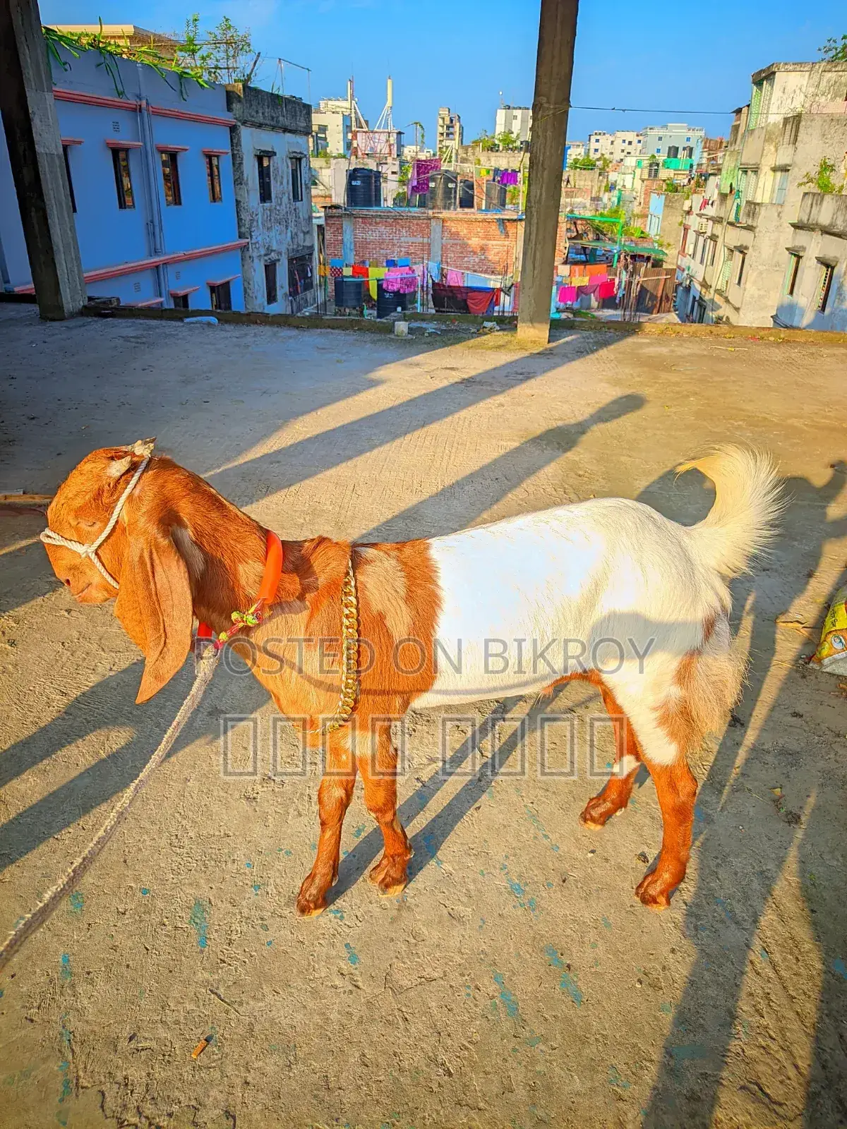 লাইভ ওয়েট হিসাবে ছাগল বিক্রি হবে