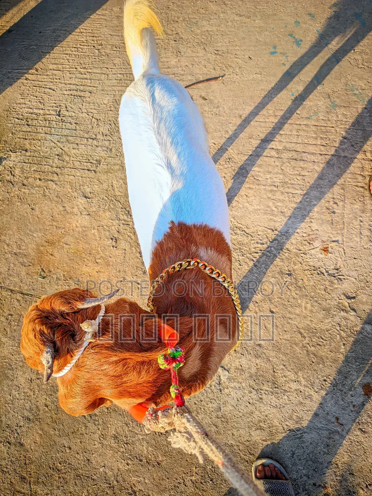 লাইভ ওয়েট হিসাবে ছাগল বিক্রি হবে