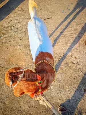 লাইভ ওয়েট হিসাবে ছাগল বিক্রি হবে