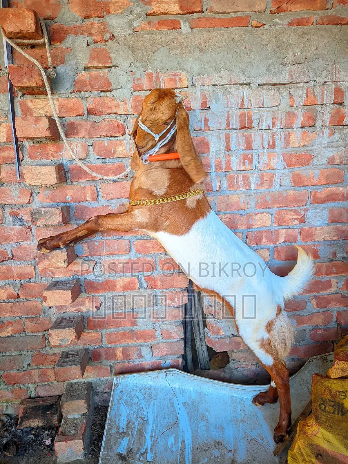 লাইভ ওয়েট হিসাবে ছাগল বিক্রি হবে