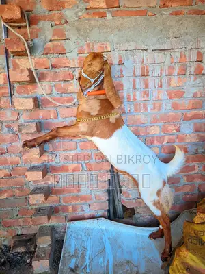 লাইভ ওয়েট হিসাবে ছাগল বিক্রি হবে