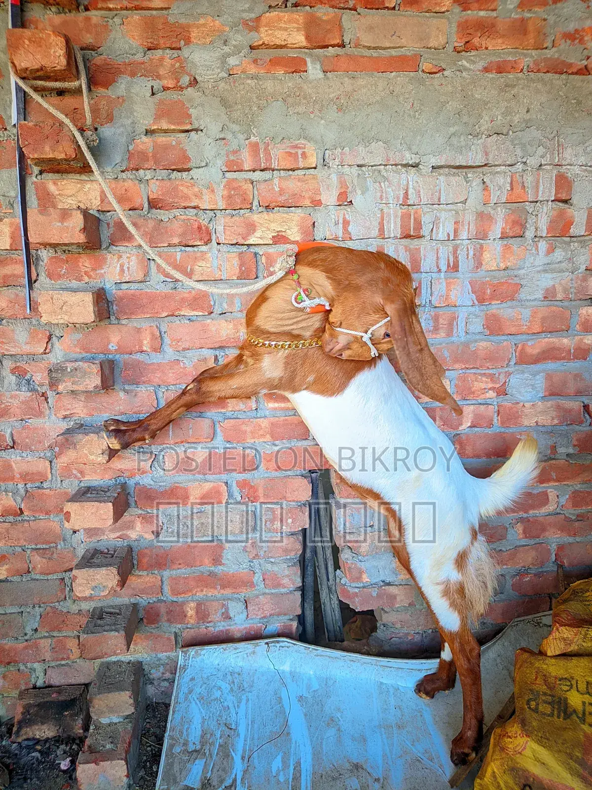 লাইভ ওয়েট হিসাবে ছাগল বিক্রি হবে