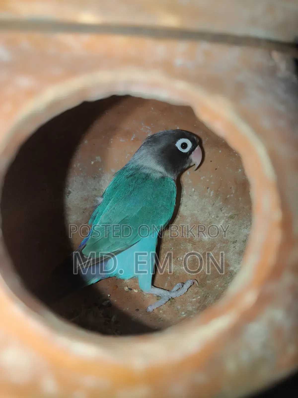 লাভ বার্ড রানিং ফিমেল