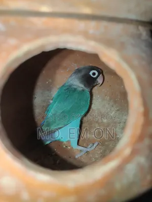 লাভ বার্ড রানিং ফিমেল