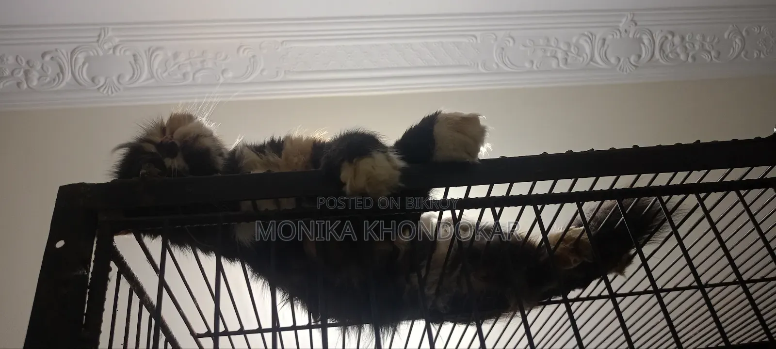 ১+ বছরের ফিমেল মিক্সড ব্রিড এক্সোটিক