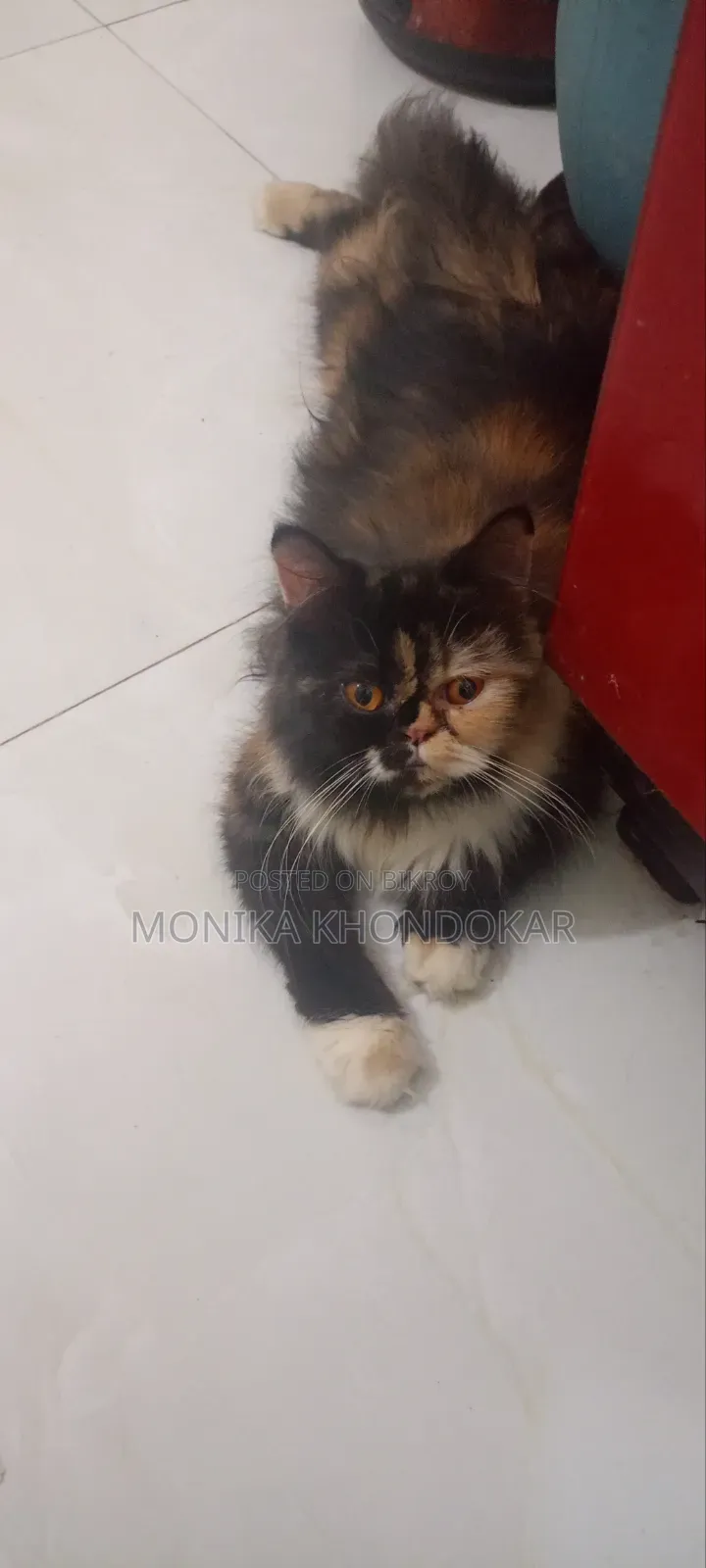 ১+ বছরের ফিমেল মিক্সড ব্রিড এক্সোটিক