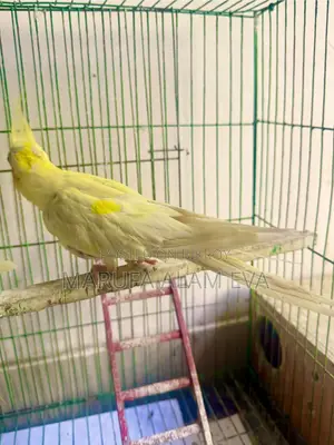 Cockatiel Male Adult