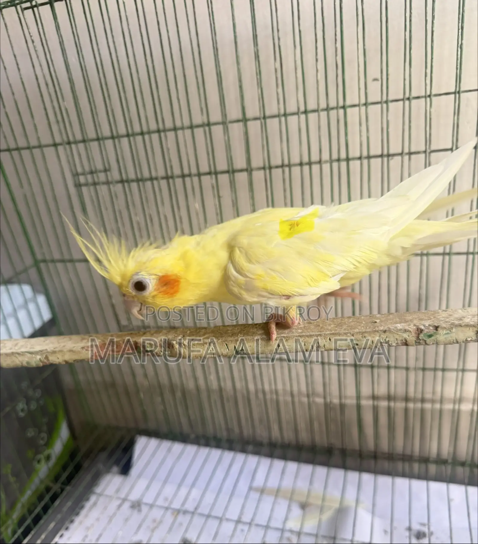 Cockatiel Male Adult