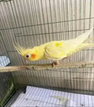 Cockatiel Male Adult