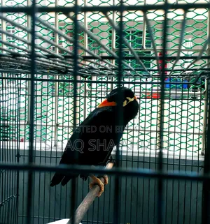 ময়না বিক্রি করা হবে খাঁচা সহ। যদি আপনার আগ্রহ থাকে তাহলে দেখতে পারেন