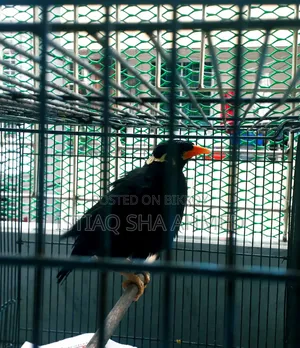 ময়না বিক্রি করা হবে খাঁচা সহ। যদি আপনার আগ্রহ থাকে তাহলে দেখতে পারেন