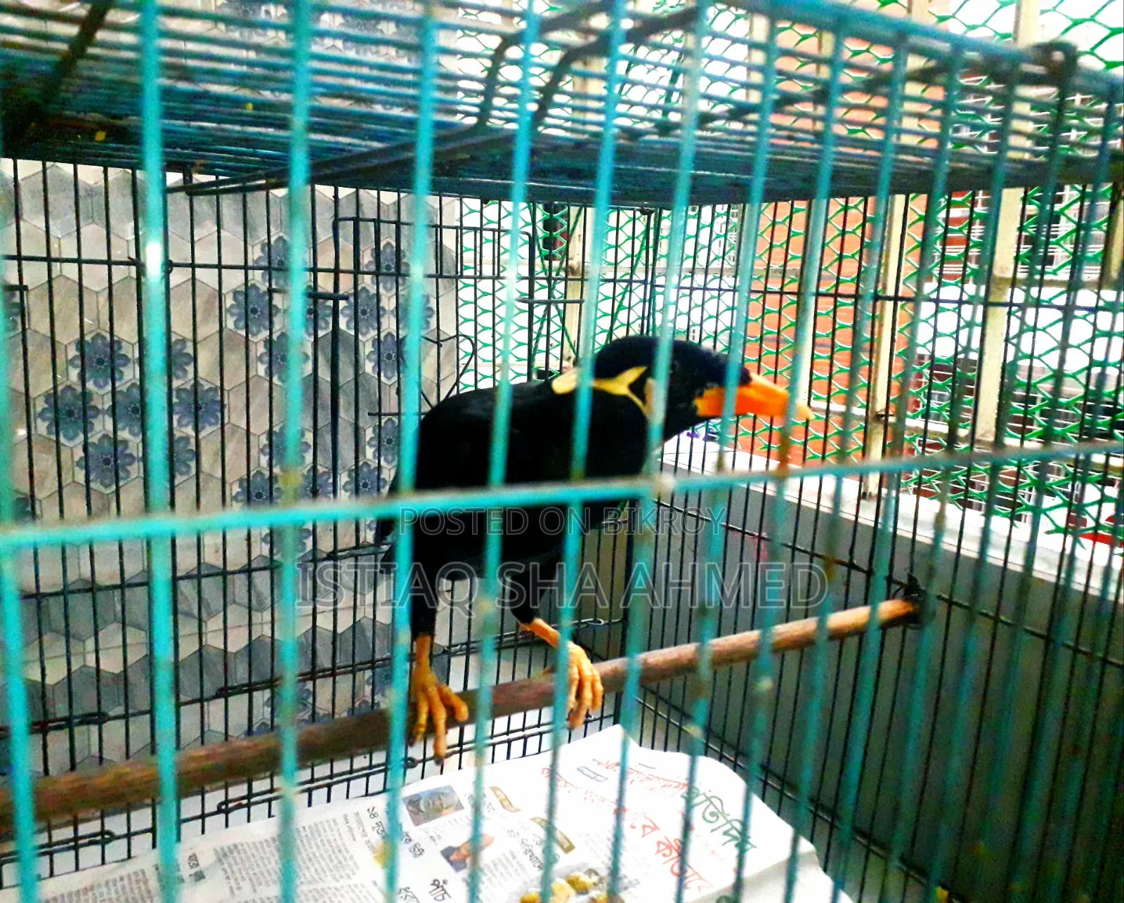 ময়না বিক্রি করা হবে খাঁচা সহ। যদি আপনার আগ্রহ থাকে তাহলে দেখতে পারেন