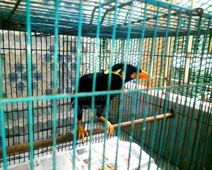 ময়না বিক্রি করা হবে খাঁচা সহ। যদি আপনার আগ্রহ থাকে তাহলে দেখতে পারেন