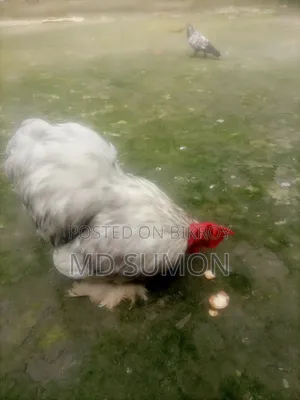 সিলভার কোচিং এর মেল মুরগী বিক্রি হবে