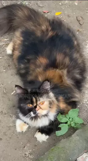 1+ year Female Purebred Exotic