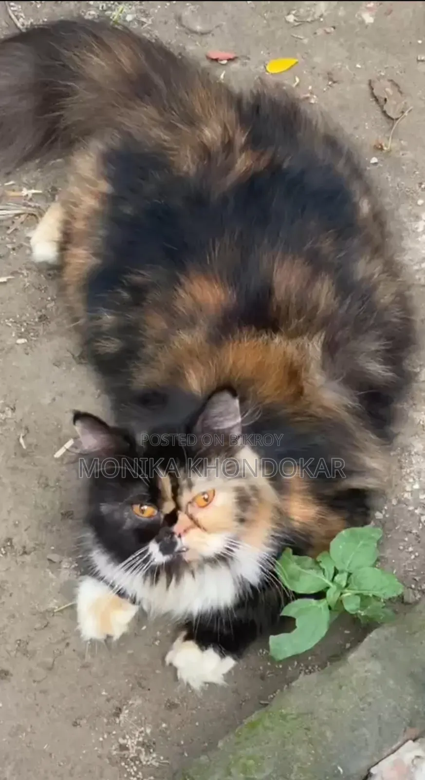 1+ year Female Purebred Exotic