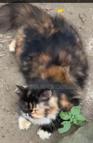 1+ year Female Purebred Exotic
