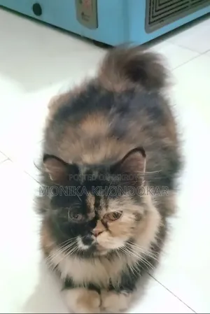 1+ year Female Purebred Exotic