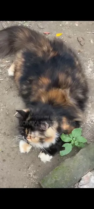 1+ year Female Purebred Exotic