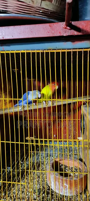 Love Birds Paki