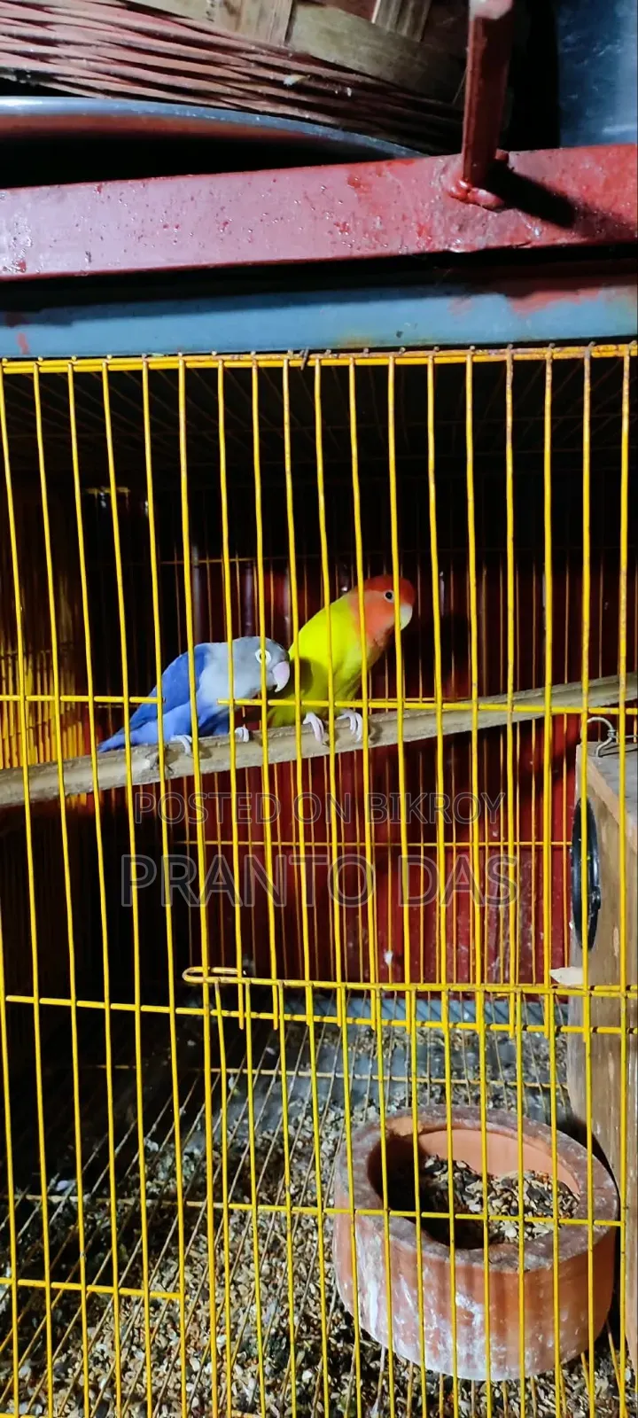 Love Birds Paki