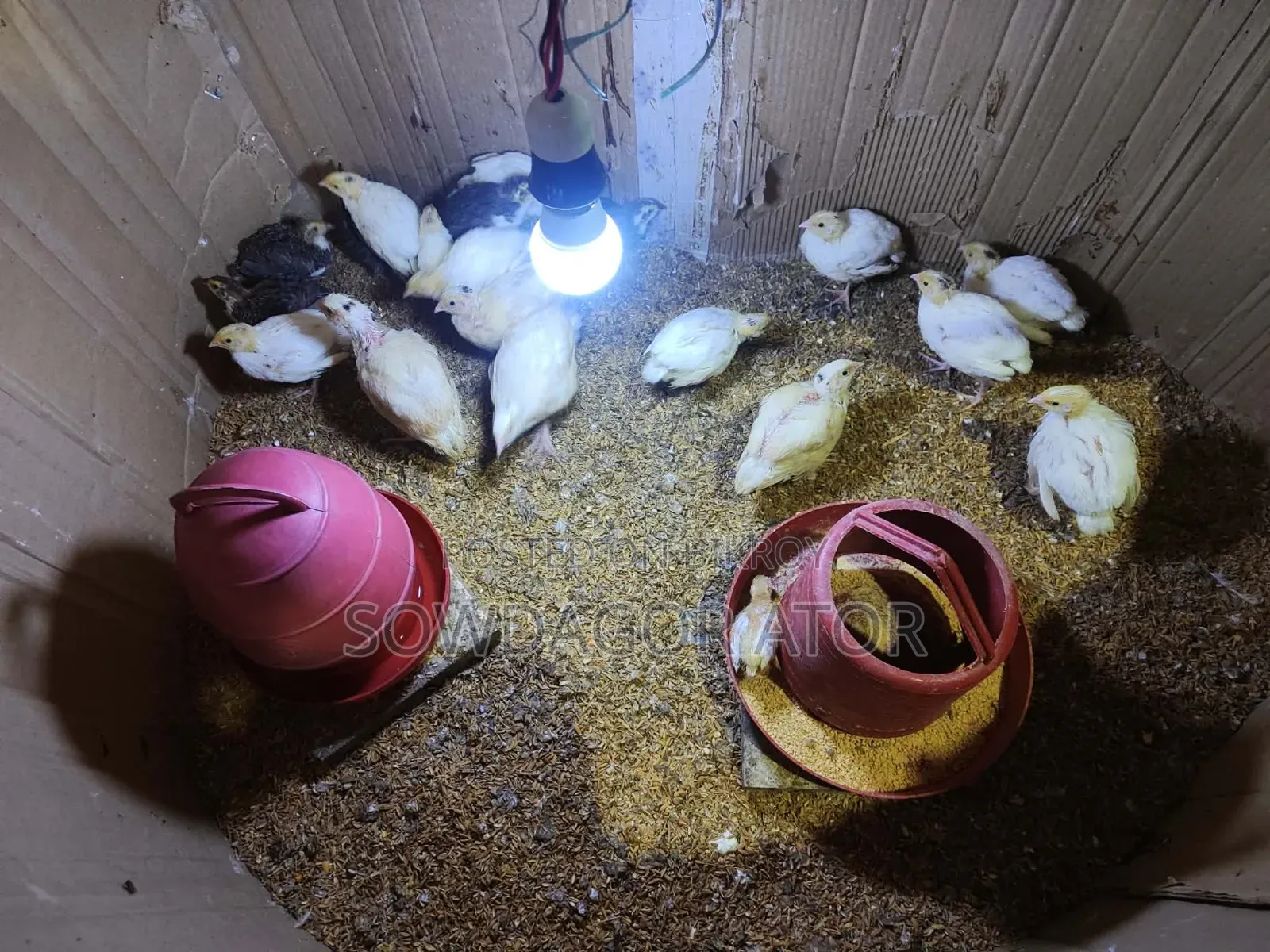 Coturnix Quail Birds