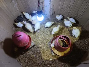 Coturnix Quail Birds