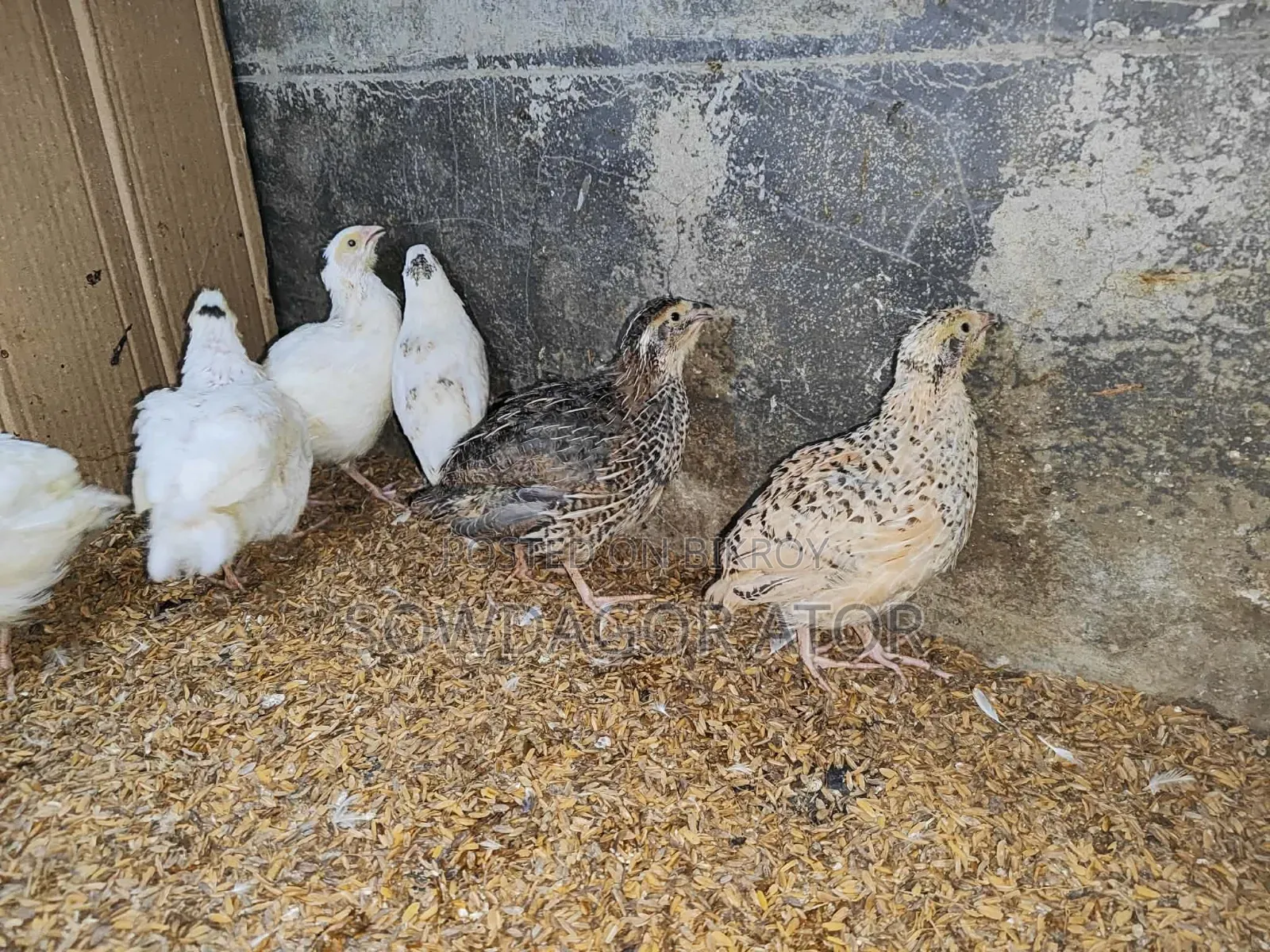 Coturnix Quail Birds