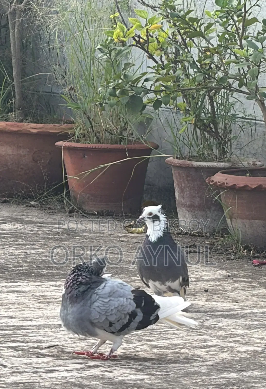 Active Giribaz Pigeons