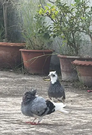 Active Giribaz Pigeons