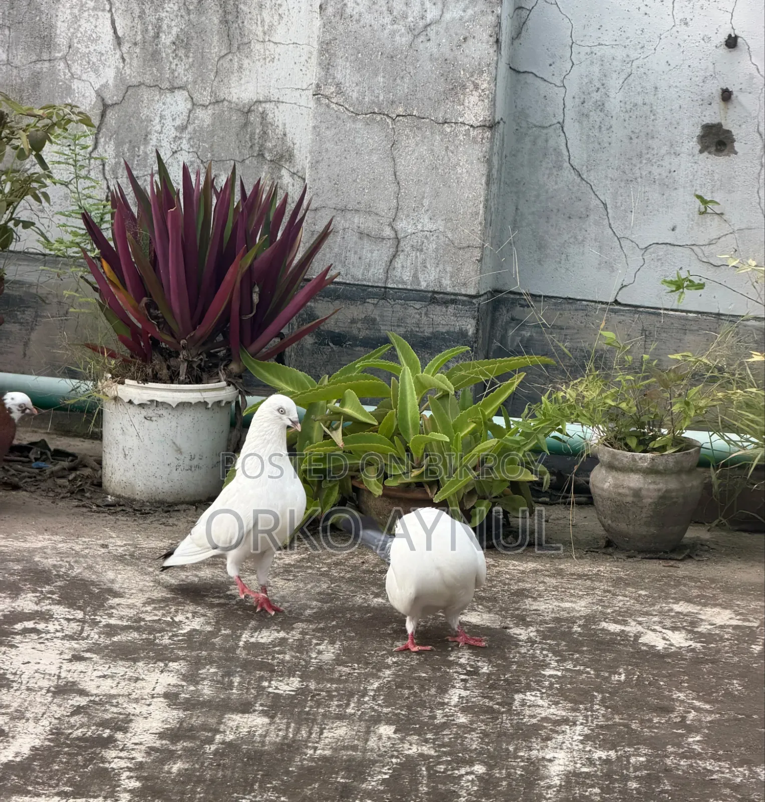 Active Giribaz Pigeons