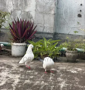 Active Giribaz Pigeons