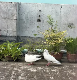 Active Giribaz Pigeons