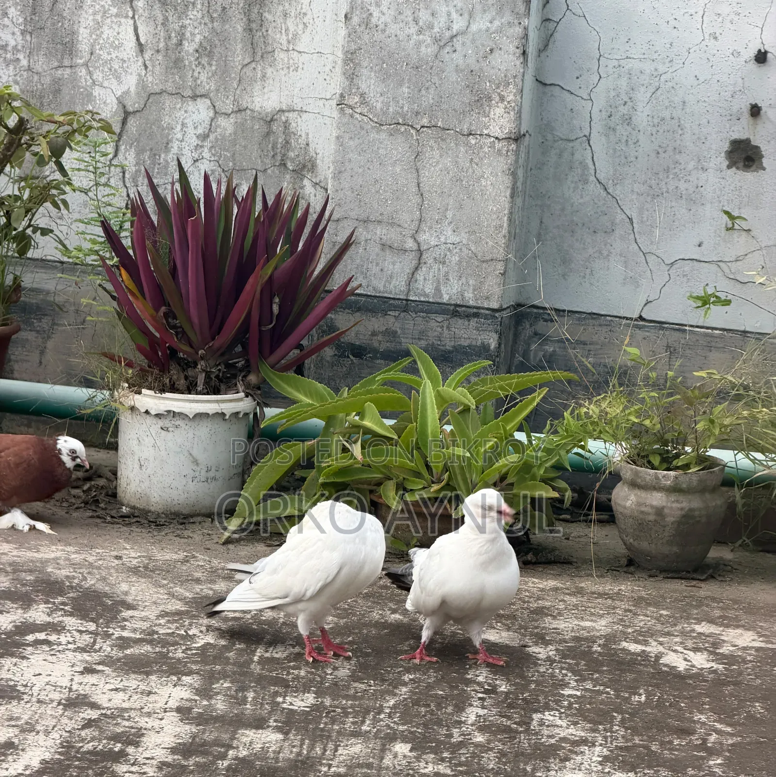 Active Giribaz Pigeons