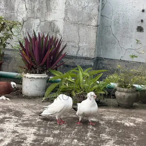 Active Giribaz Pigeons