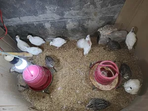 Coturnix Quail Birds