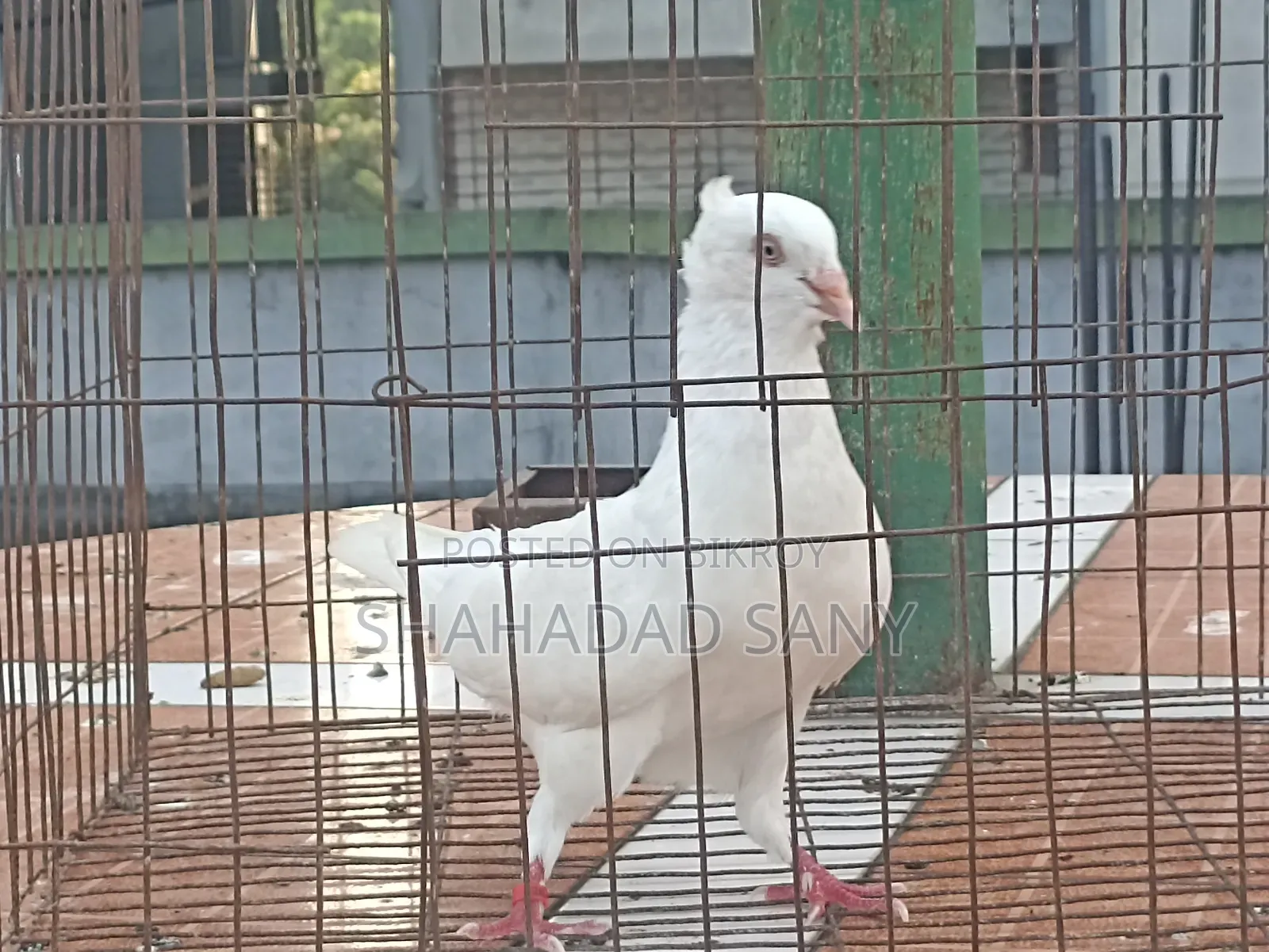 Running China Male