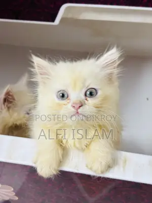 1-3 Months Female Purebred Persian Cat