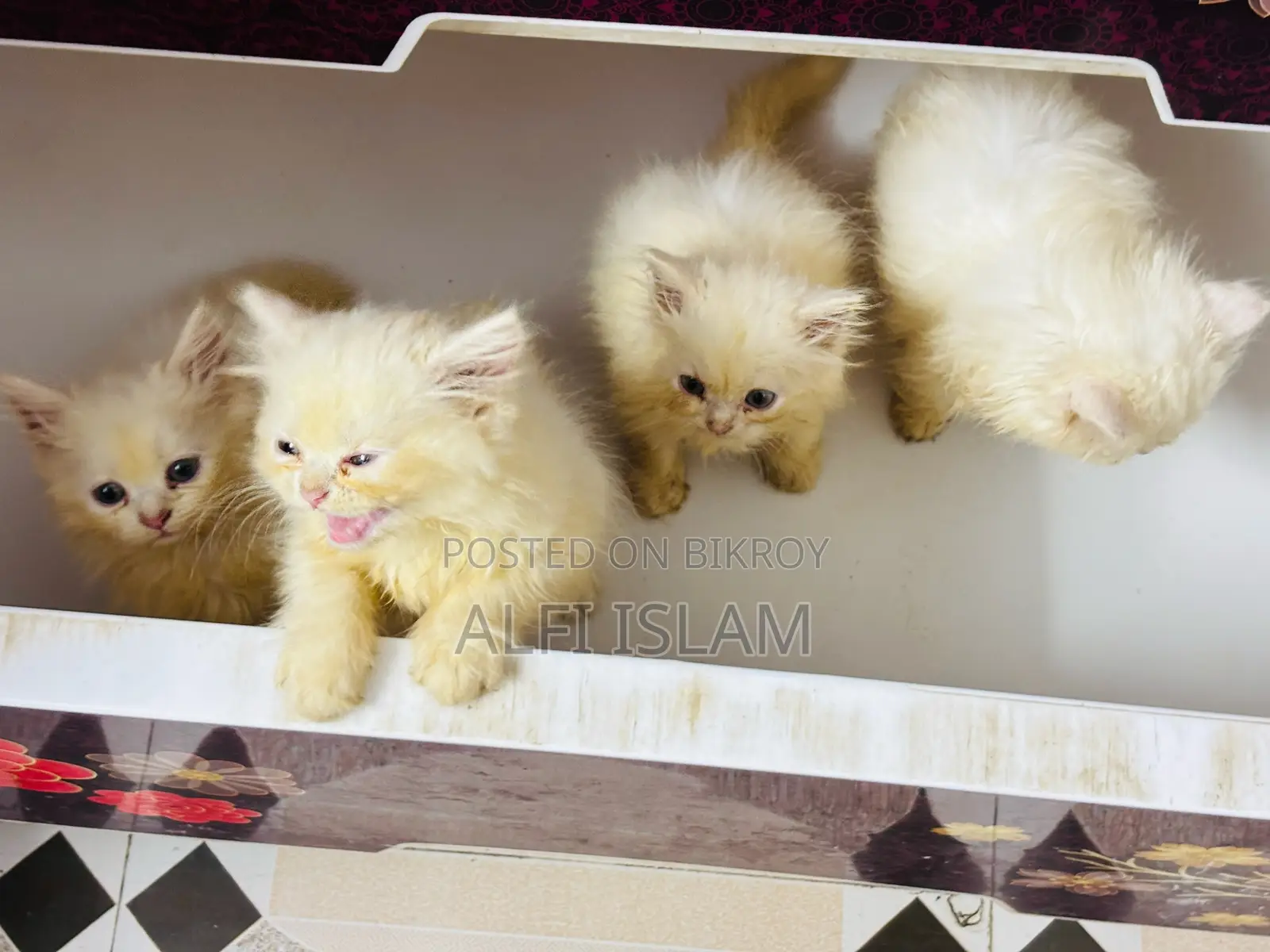 1-3 Months Female Purebred Persian Cat