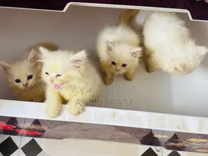 1-3 Months Female Purebred Persian Cat