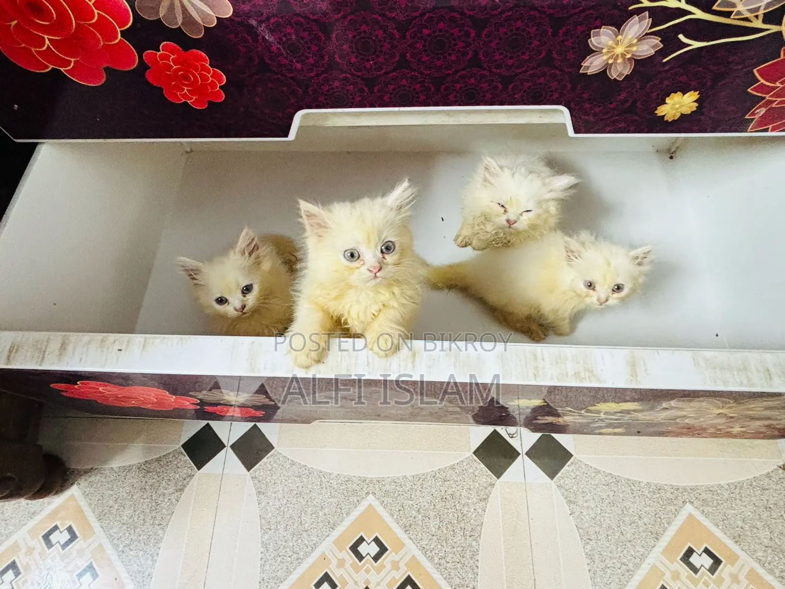 1-3 Months Female Purebred Persian Cat