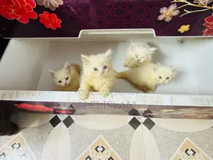 1-3 Months Female Purebred Persian Cat